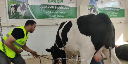 أول أيام عيد الاضحى .. البدء فى ذبح الأضاحى بالمنيا