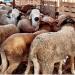 حجز حوالي 745 رأس غنم لغرض المضاربة والاحتكار خلال فترة عيد الأضحى