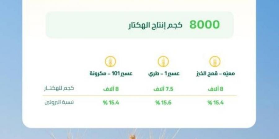 بإنتاج بلغ 8 آلاف كلجم للهكتار.. نجاح تجاري لتجربة حصاد 3 أصناف مطورة من القمح المحلي
