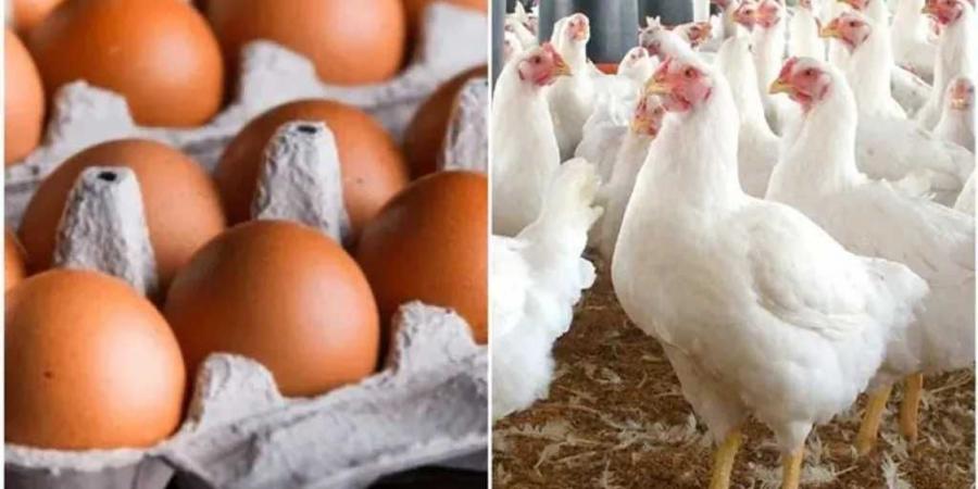 بأول أيام عيد الاضحي ..أسعار الفراخ في مصر اليوم الجمعة 6 يونيو 2025