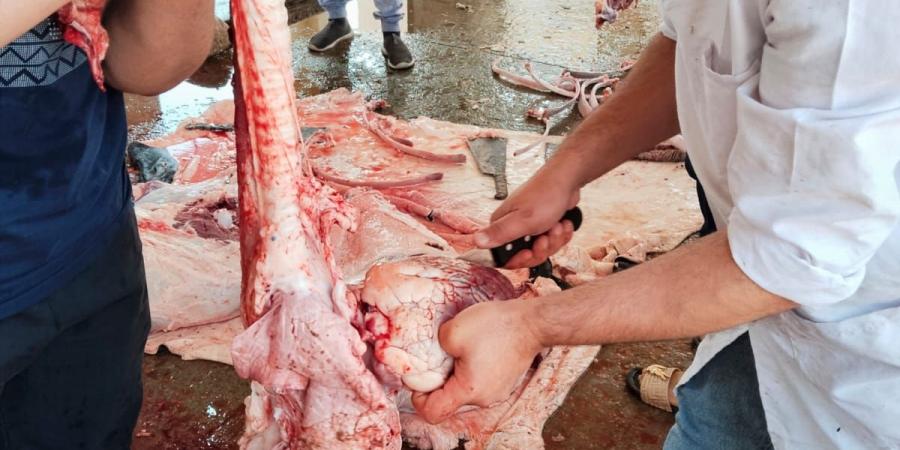 "النجار": تحرير محاضر للذبح في الطرق وغرامات رادعة على المخالفين