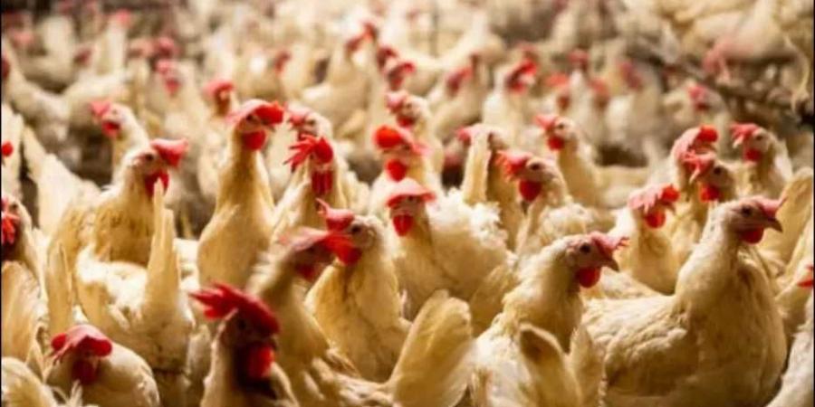 أسعار بورصة الدواجن اليوم السبت 21 يونيو 2025 .. مؤشرات جديدة وتحركات مفاجئة في السوق المصري