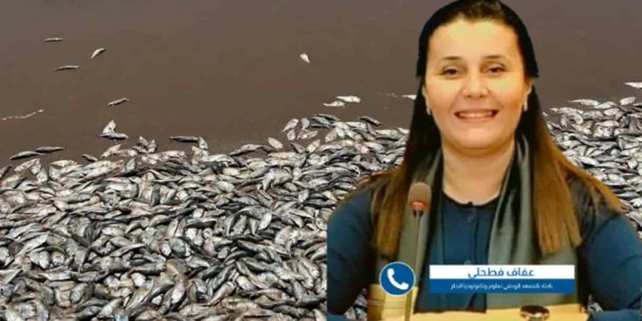 نفوق الأسماك وتلوّث مياه البحر: باحثة تحذّر من اختلال بيئي بسبب الطحالب المجهرية وتغيّر المناخ