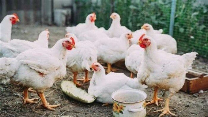 أسعار الدواجن