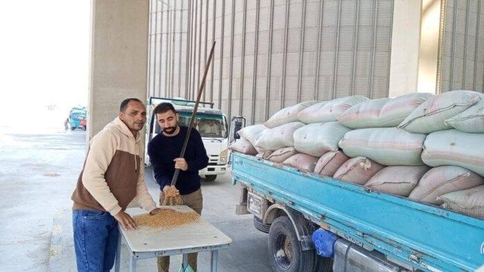 صوامع المنيا تستقبل الخير: تجاوز 330 ألف طن من القمح المحلي في موسم 2025