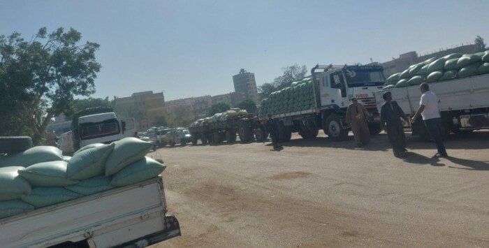 توريد أكثر من 153 ألف طن قمح محلي حتى الآن بأسيوط