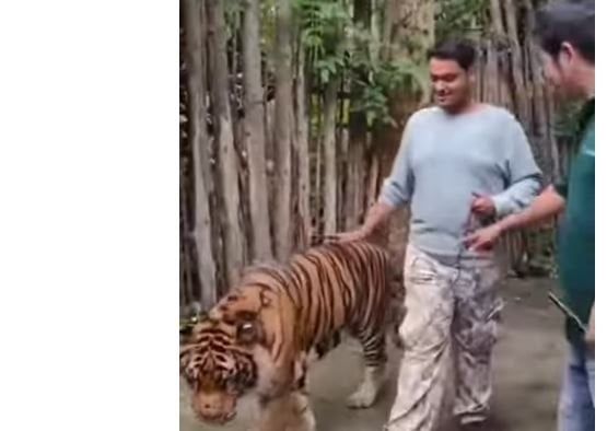 «حاول التقاط سيلفي معه».. نمر ضخم ينقض على سائح «فيديو»