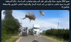 250 مليون نحلة طليقه في ولاية واشنطن