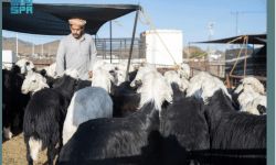 أسواق الأنعام في المدينة المنورة تنشط مع قُرب عيد الأضحى