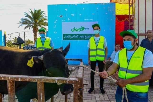 بني سويف تستقبل أضاحي الأورمان: 45 عجلًا بلديًا و50 طن لحوم مستوردة للأكثر احتياجاً