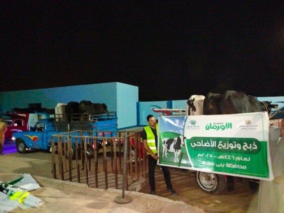 «الأورمان» تذبح 45 عجلًا في بني سويف وتستعد لتوزيع 50 طن لحوم على الأسر الأكثر احتياجًا