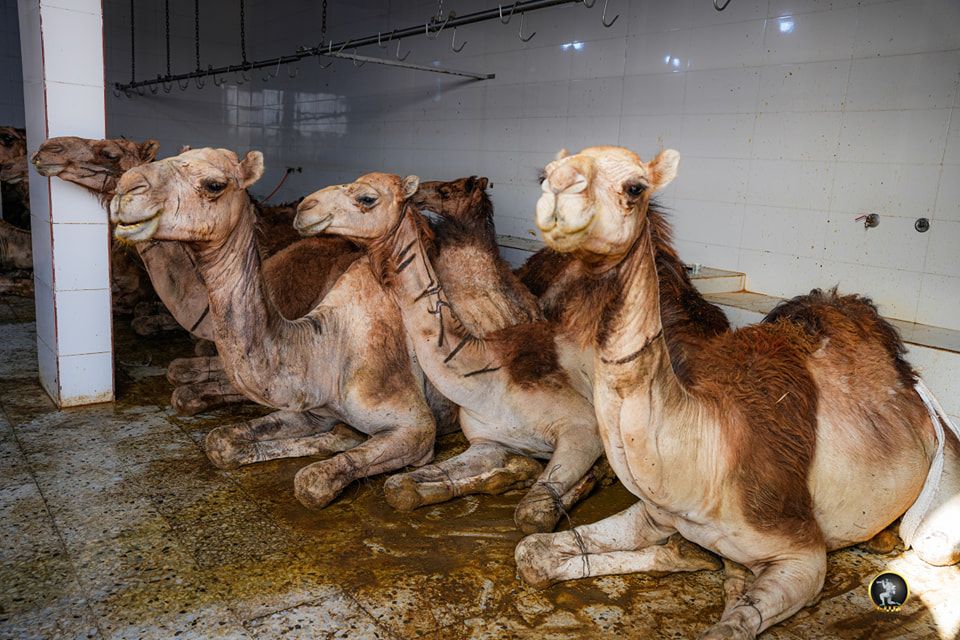 May be an image of Bactrian camel and text