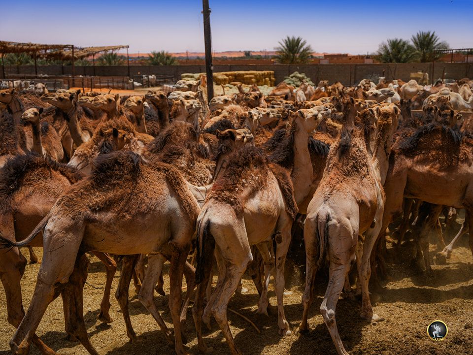 May be an image of Bactrian camel and text