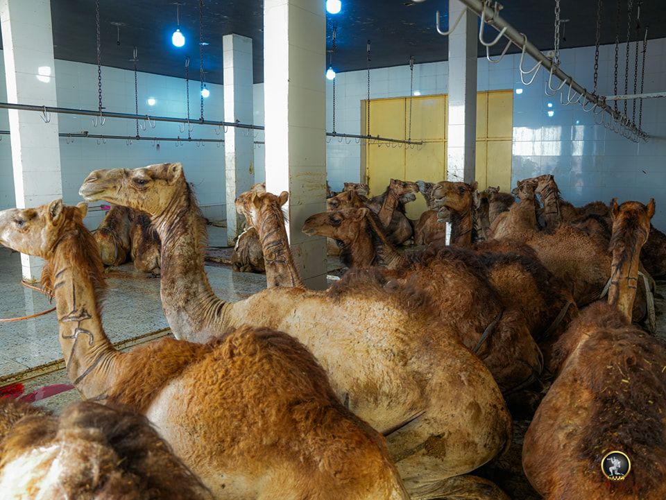May be an image of Bactrian camel and text
