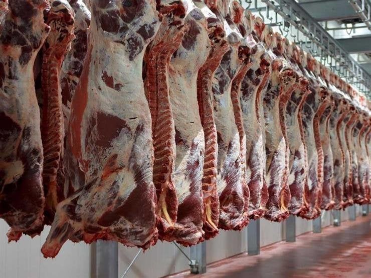 «الأوقاف»: توزيع 50 طنّ لحوم أضاحي على الأسر الأولى بالرعاية