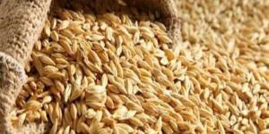 سعر طن الأرز الشعير اليوم الأحد 1 يونيو 2025