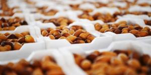 أسواق التمور المركزية بالمدينة المنورة تستقبل بواكير الرطب