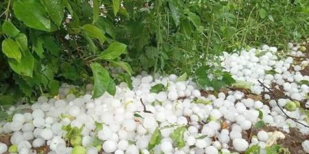 وزارة الفلاحة تحذّر بعد نزول حجر البَرَد