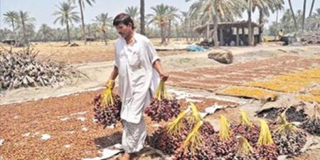 سيوة واحة الغروب ومنار تلتنمية والاستثمار المستدام