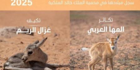 تسجيل ولادة 74 حيوانًا بريًا في محمية الملك خالد الملكية حتى منتصف الربع الثاني من 2025