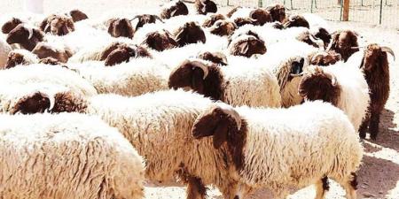 قابس: وفرة في عدد الأضاحي مع انخفاض أسعارها مقارنة بالسنة الفارطة