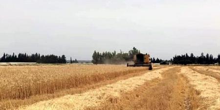 مع بدء موسم حصاد القمح … زراعة طرطوس تطلب من المزارعين عدم إشعال النيران بعد حصاد الحقول