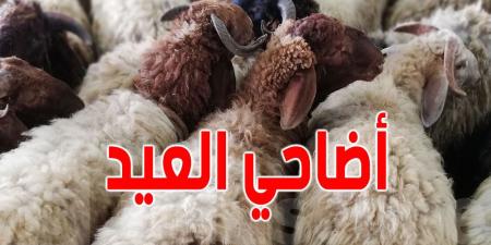 القيروان: أسعار أضاحي العيد بين 700 و1200 دينار
