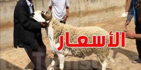 أسعار الأضاحي في تونس: انخفاض مرتقب بفضل الأمطار