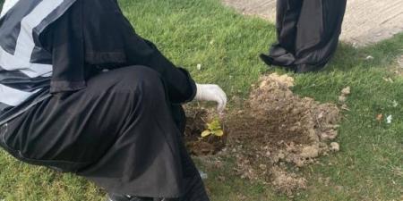 بيئة الطائف تزرع (200) شتلة بمشاركة (80) متطوعًا