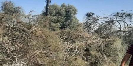 مصرع شخص إثر سقوط شجرة عليه بطريق «الزقازيق - بلبيس»