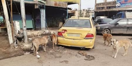 القضاء يلزم بلدية إربد بدفع 1518 دينارًا تعويضًا لمواطن عقره كلب ضال .. تفاصيل