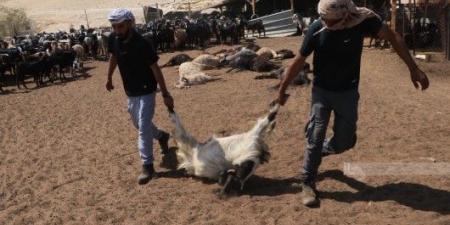 مستوطنون صهاينة اقتحموا مدرسة ودمروا مزرعة في أريحا بالضفة المحتلة