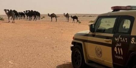 ضبط مواطن خالف نظام البيئة بالرعي في محمية