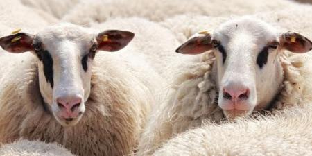 «لو ناوي تضحي».. آداب وكيفية توزيع الأضحية