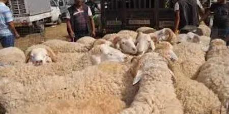تصاعد الإقبال على سوق الغنم في عتق بمحافظة شبوة استعداداً لعيد الأضحى
