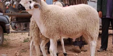الخروف البرقي وصل.. سعره اليوم 4/6/2025 في السوق وأهم النصايح قبل الشراء