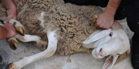 هل يجوز بيع شيء من الأضحية أو إعطاء الجزار جلدها كأجر؟.. «الإفتاء» تجيب