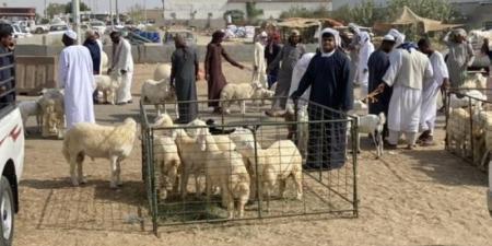 15 % ارتفاع في أسعار الأضاحي لزيادة الطلب