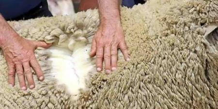 تطبيقات ذكية لجمع جلود أضاحي العيد في هذه الدولة
