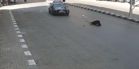 سيارة ملاكي تُطيح بفتاة بطنطا والأمن يكثف جهوده لضبط قائدها