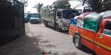 توريد القمح بالمنيا يتحدى عطلة العيد ويكسر حاجز النصف مليون طن