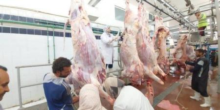 انتظام العمل بمجازر البحر الأحمر فى ثانى أيام عيد الأضحى المبارك