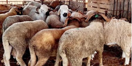 حجز حوالي 745 رأس غنم لغرض المضاربة والاحتكار خلال فترة عيد الأضحى
