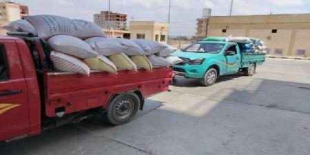 حصاد الخير.. شون وصوامع البحيرة تستقبل 311 ألف طن قمح من المزارعين