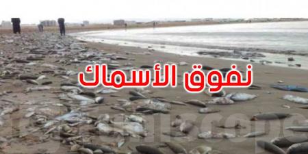 ما هي أسباب نفوق الأسماك بخليج المنستير؟