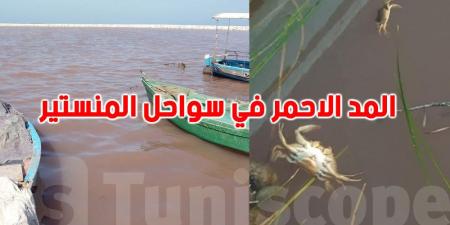 تحذير صحي عاجل: ''لا تستهلكوا الأسماك النافقة بسواحل المنستير''