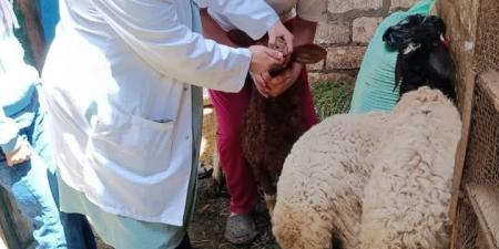 قافلة طبية بيطرية لعلاج الثروة الحيوانية بقرية الحلوات بالشرقية