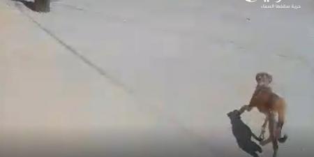 بالفيديو .. مواطن في مادبا يلاحق الكلاب الضالة ويتوعّد: "سأتخلص منها بنفسي إن لم تتحرك الجهات المعنية"