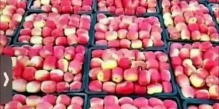 بعد الطماطم والبصل والمانجو... مزارعو التفاح يتكبدون خسائر فادحة جراء الكساد في الأسواق اليمنية