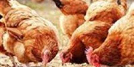 أسعار الفراخ اليوم الخميس 26 يونيو في الأسواق والبورصة